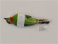 藏品(五色鳥)的圖片